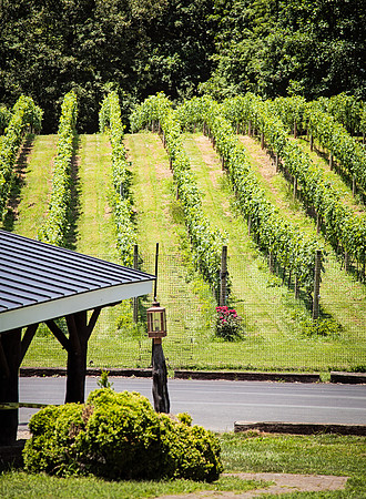 Vineyard