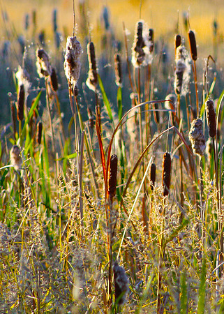 Cattail