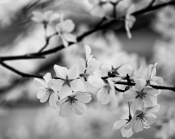 Flowering Black & White