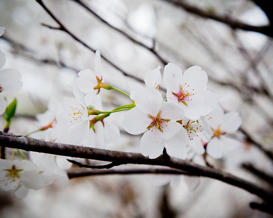 Flowering Tree