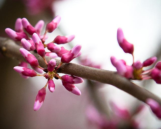 Blooming Tree