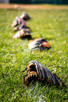2025_08_15 - Scrimmage