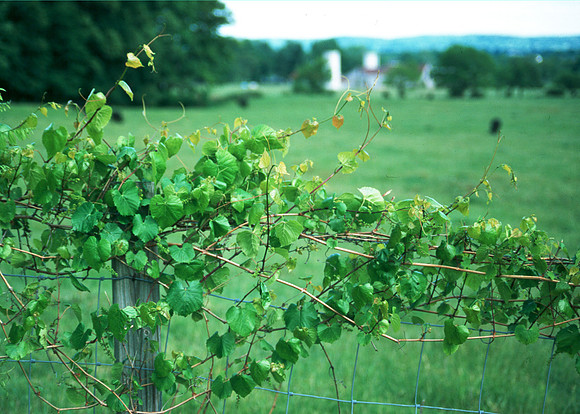 Vine