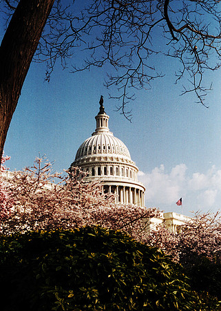 Capitol Cherry Blossom