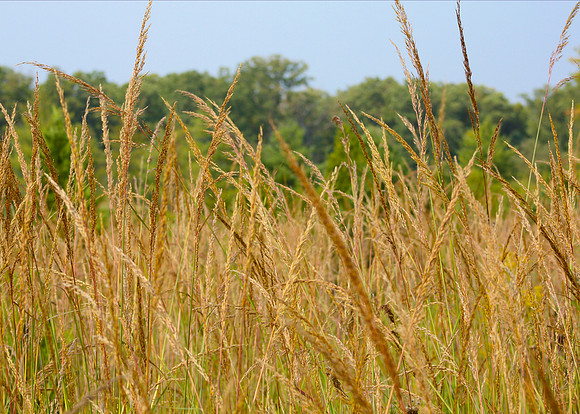 Summer Grasses
